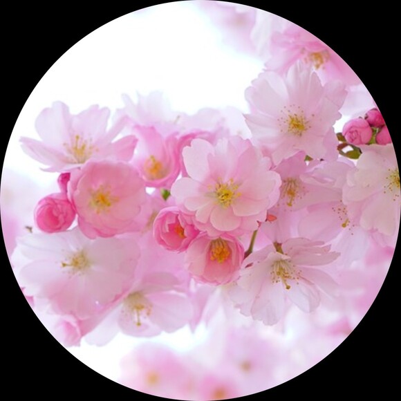 cherrybloomtea